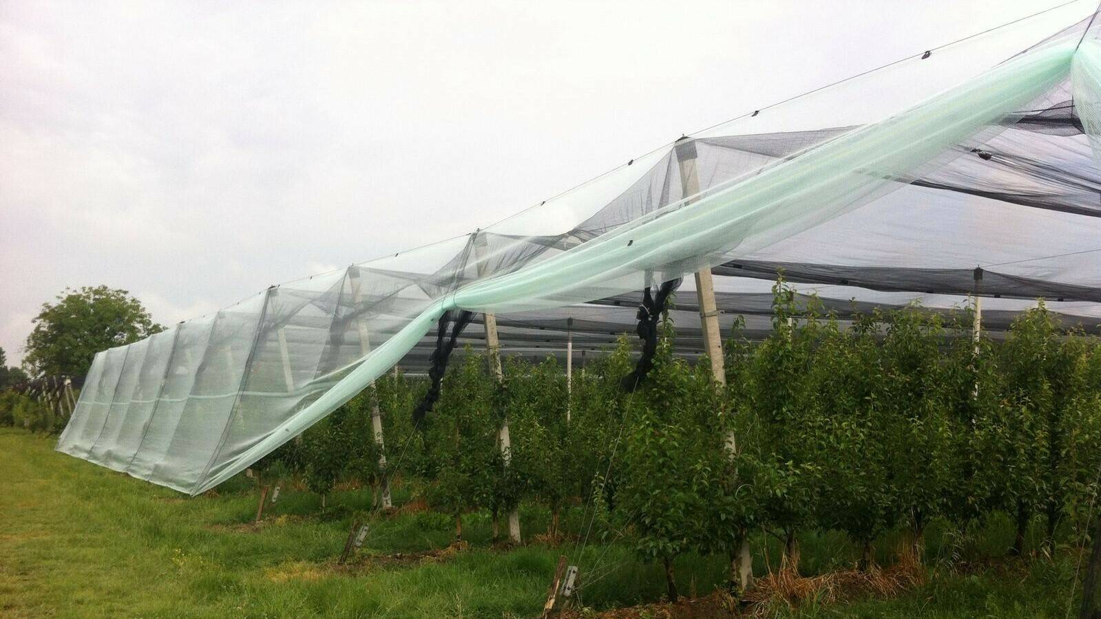 Arrigoni malla antigranizo frutales (2)|200903 Malla antigranizo IMG_0369|Proyectoinnovacion